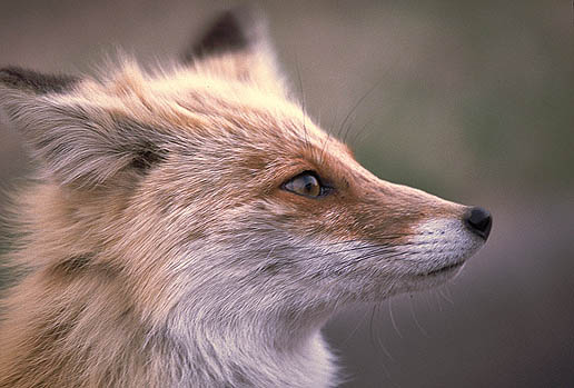 �ԂɋC��t���ăl