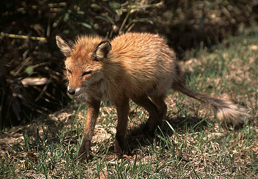 �mᝏǂ炵���L�^�L�c�l