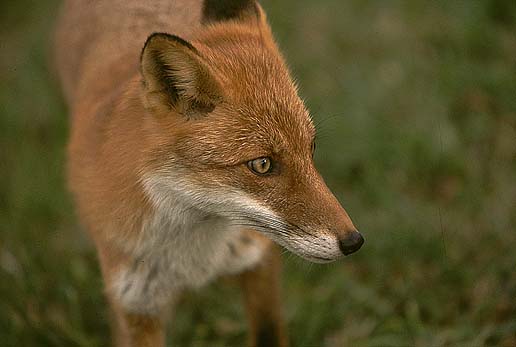 �L�����b�I