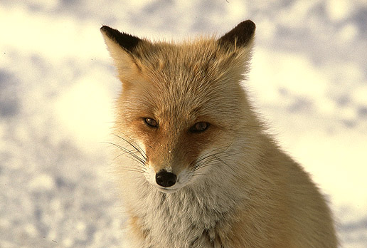 ���ʂł����܂�