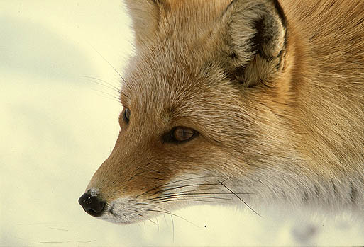 �t�T�t�T�̖є�A�ł��@�ʂɐႪ�t���Ă��I