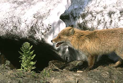 �t�L�m�g�E�E�E�E�����H���˂��Ȃ��B