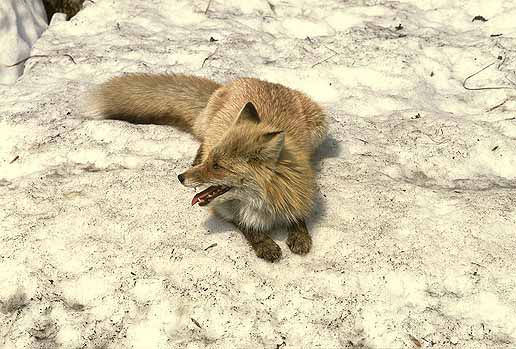 ��̏�͗������悧�`���