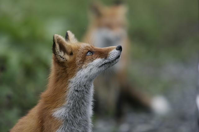 �Q�C�̃L�^�L�c�l�B�ƂĂ����N�����ł��B