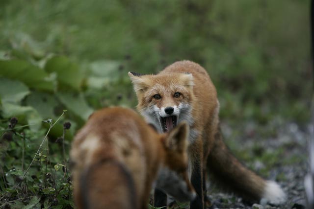 �Q�C�͌Z��̗l�ł��B�ł��A�ڂ̐F���Ⴄ�B