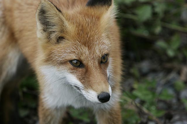 �����Ǝ����ŉa��߂�񂾂�I