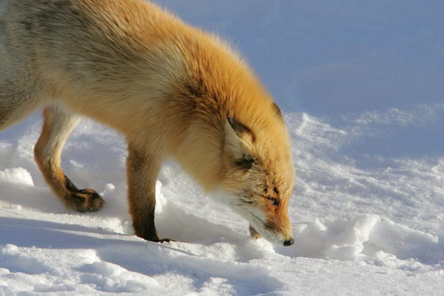 ���X�A�쐶�̉s���������܂��B