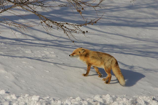 �����Ⴆ�Ȃ���E�E�E�g�{�g�{�E�E�E