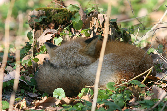 �X���X���E�E�EzzzZZZ