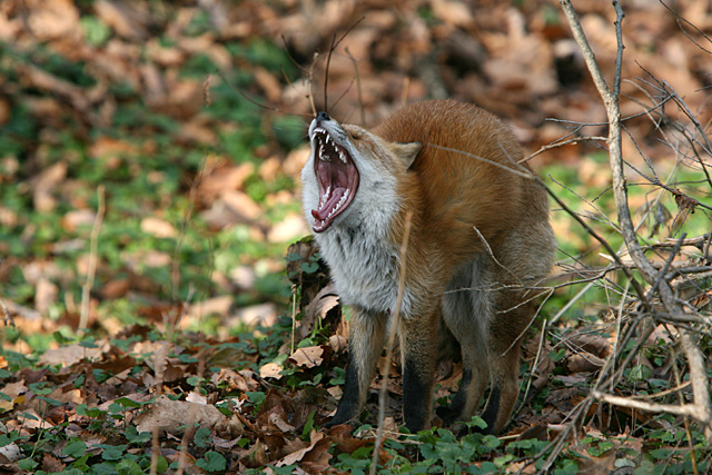 �����͖����ł����H�@�N���b�N�ōX�ɃN���[�Y�A�b�v