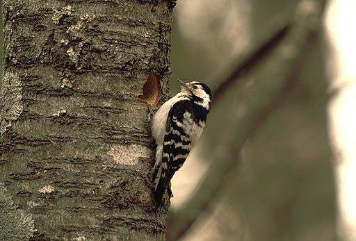 ���̒��ɉ��������Ă��邩�ȁH