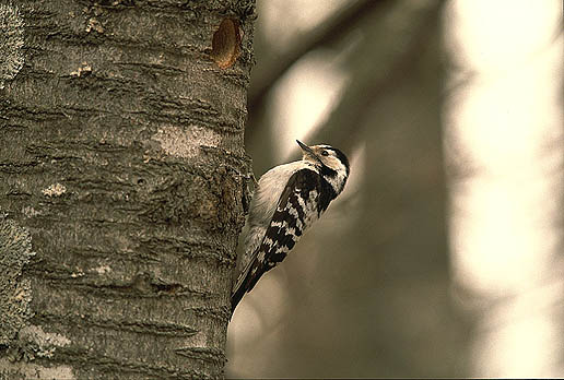 �������ăJ���C�C�L�c�c�L�ł��B