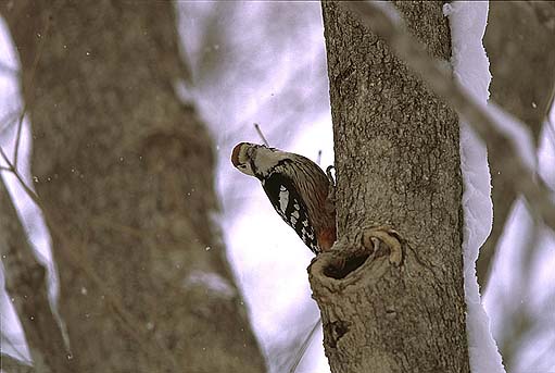 �ǂ����ɃN���~�͂Ȃ����ȁH