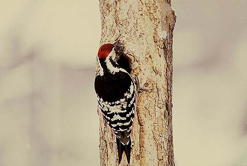 �N���~���I���b�L�[�I