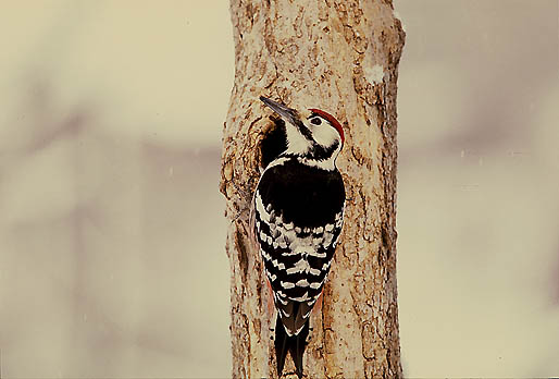 ���߃|�[�Y�I