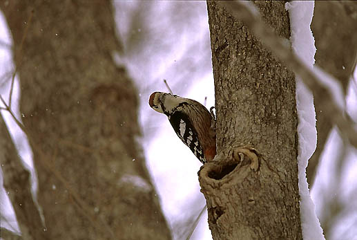 �ӂ���x����