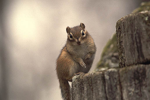 ����ɂ��́B�|���Ȃ���B