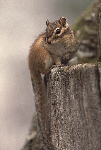 �ǂ��H�@���̖ѕ��݁E�E�E