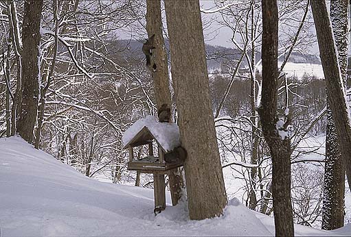 ���R����