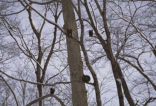 ���R����