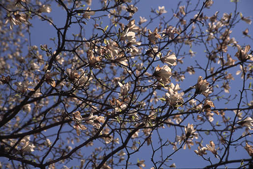 �������Ԃ��̉�