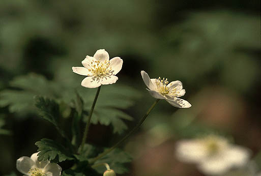 �t���ς̓j�����\�E�Ɏ��Ă���̂ŁA�j�����\�E�H