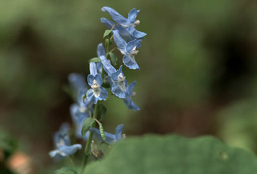 �G�]�G���S�T�N�̉�