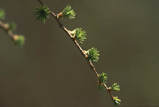 ���N�͏t�̓������A�����I