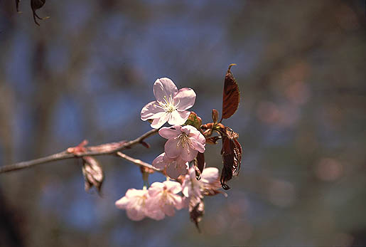 ＧＷにして桜の花見。これでも例年より早い！