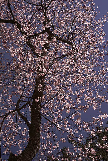 ���J�I�@�V����I