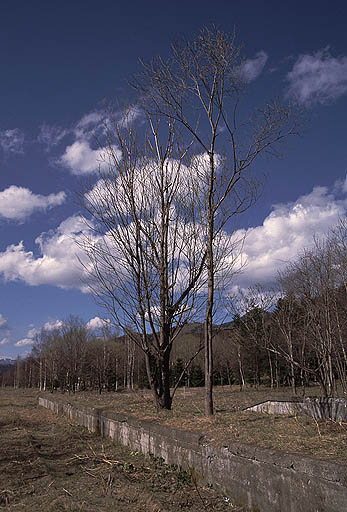 ��ɁA�Ƃǂ������ȃz�[���̏�̖؁X