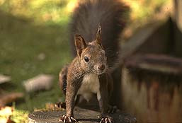 �N���b�N����Ɗg��ʐ^ ��52K