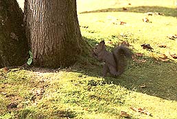 �N���b�N����Ɗg��ʐ^ ��50K