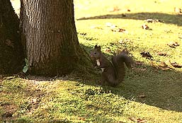 �N���b�N����Ɗg��ʐ^ ��52K