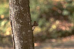 �N���b�N����Ɗg��ʐ^ ��44K