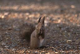 �N���b�N����Ɗg��ʐ^