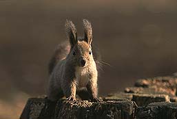 �N���b�N����Ɗg��ʐ^