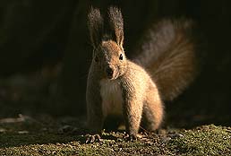 �N���b�N����Ɗg��ʐ^