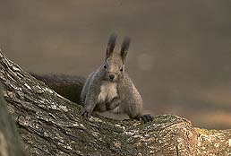 �N���b�N����Ɗg��ʐ^