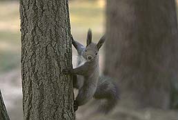 �N���b�N����Ɗg��ʐ^