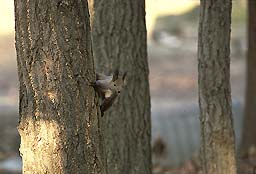 �N���b�N����Ɗg��ʐ^