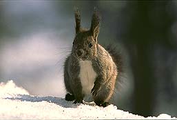 �N���b�N����Ɗg��ʐ^