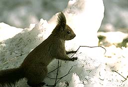 �N���b�N����Ɗg��ʐ^