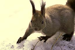 �N���b�N����Ɗg��ʐ^