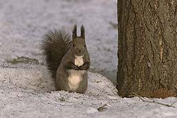 �N���b�N����Ɗg��ʐ^