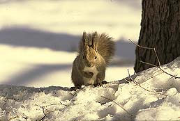 �N���b�N����Ɗg��ʐ^