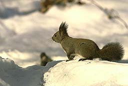 �N���b�N����Ɗg��ʐ^