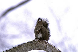 �N���b�N����Ɗg��ʐ^ 