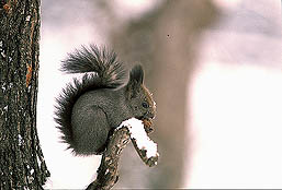 �N���b�N����Ɗg��ʐ^ 