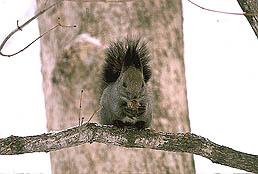 �N���b�N����Ɗg��ʐ^ 